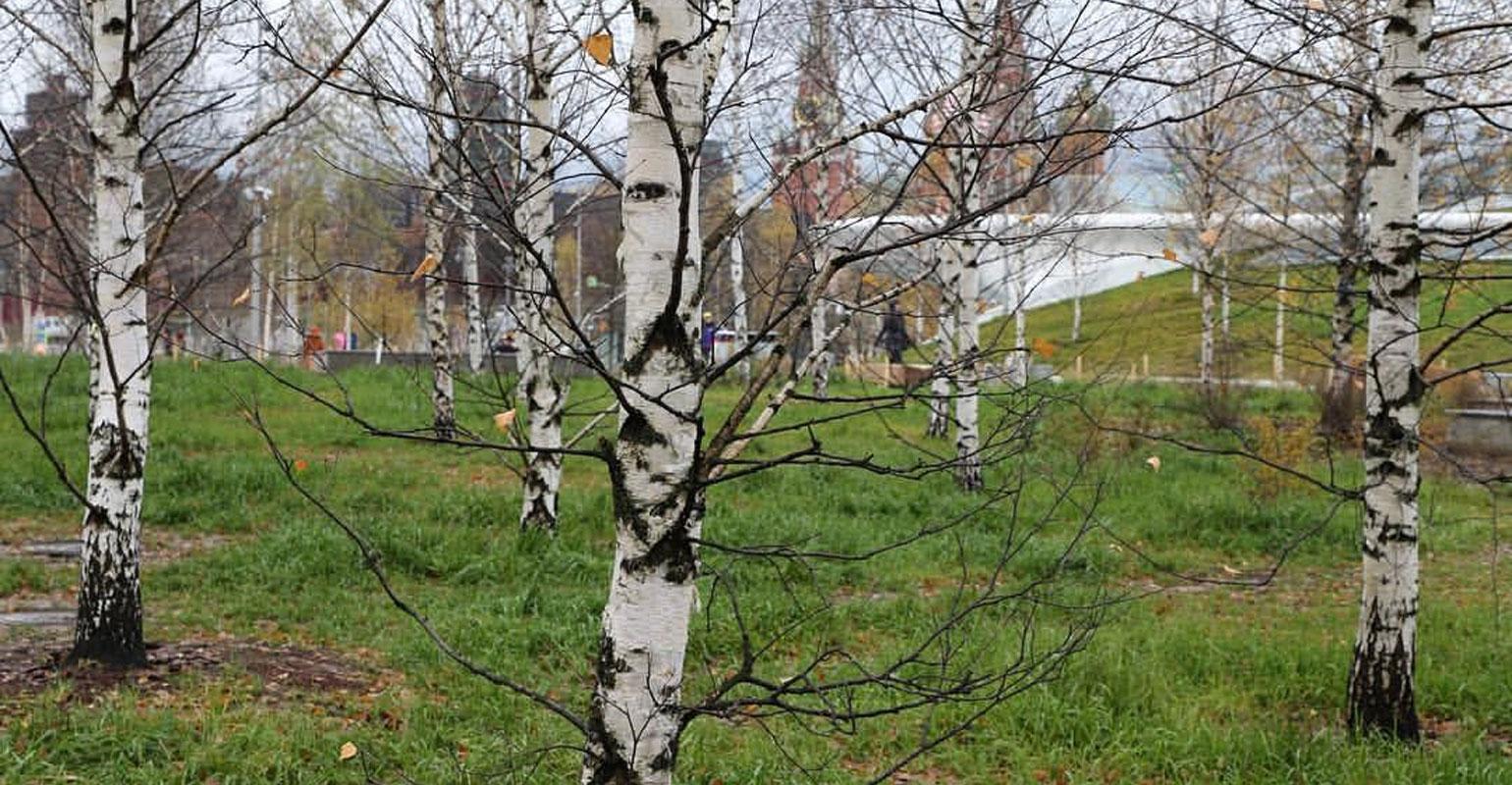 Сбор берёзового сока