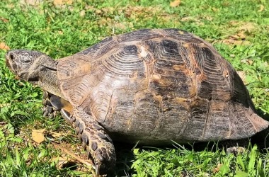 животные Турции животные Турции