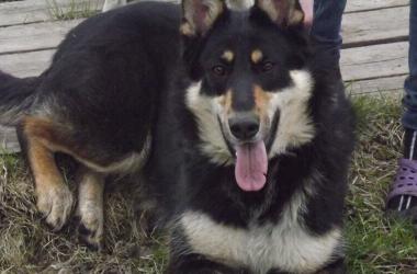 Рассказ о горном псе