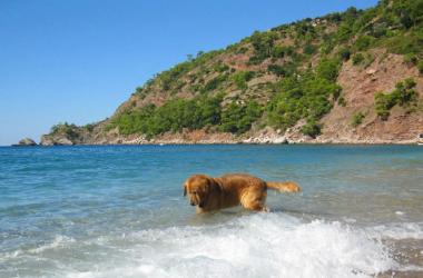 животные турции