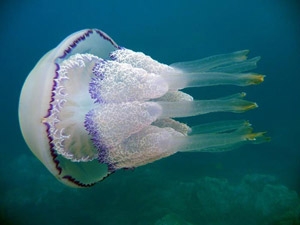 Медузы корнерот и аурелия